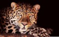 /album/fenykepgaleria/images-49-jpg/